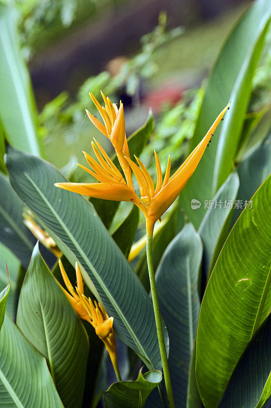 天堂鸟(Strelitzia reginae)